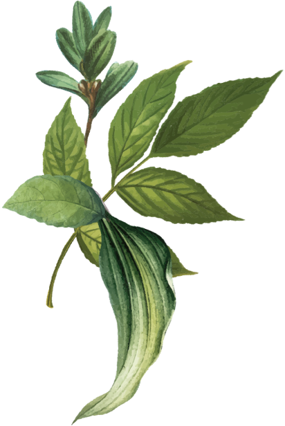 flor